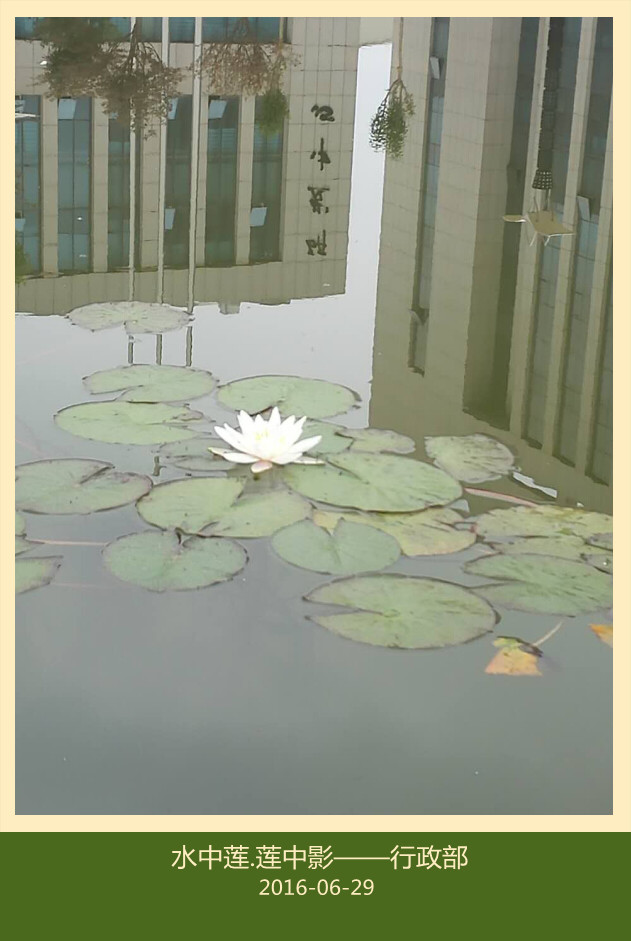 水中蓮.蓮中影——行政優(yōu)選_副本.jpg